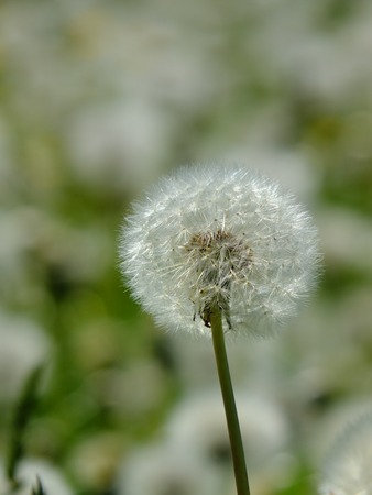 The dandelions blowballs are ready to start seeds downwind.の写真素材
