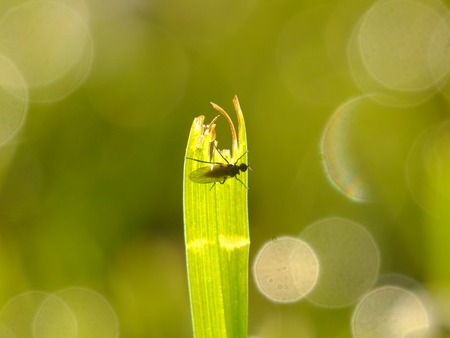 Close up of green grass with