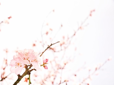 Pink cherry blossom in full bloom.