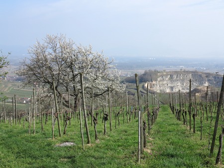 blossom apple treeの写真素材