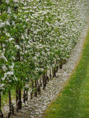 apple flowers and buds blooming at springの写真素材