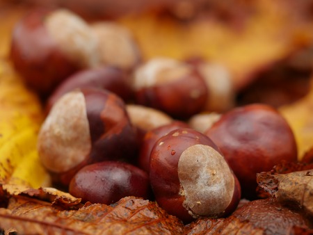 horse chestnut buckeye conker outside in the woodの写真素材
