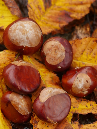 horse chestnut buckeye conker outside in the woodの写真素材