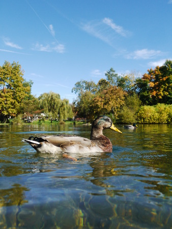 a duck swimming in a beautiful clear lakeの写真素材