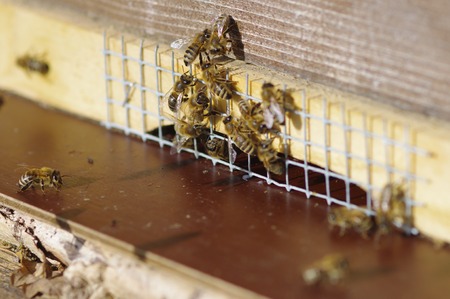 close of Beekeeping beehives bees are ready to fly