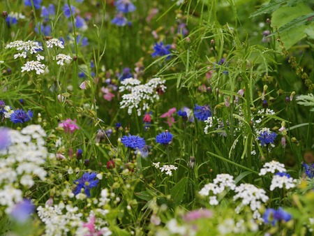 wild spring flowers in springtime