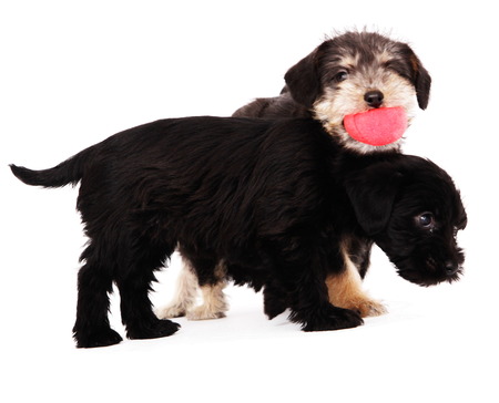 little puppies isolated on a white background