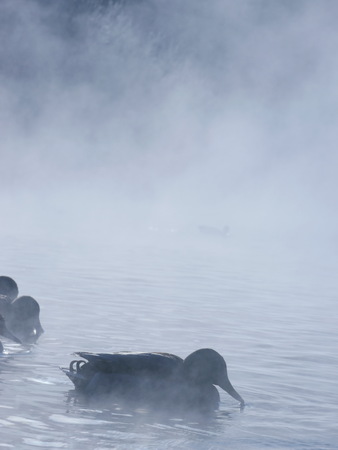 Landscape with lake and ducksの写真素材