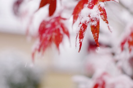 red maple tree under snow snow on red autumn leafの写真素材