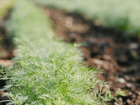 dill growing on the vegetable bedの写真素材