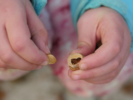 nuts in children's hands outdoors