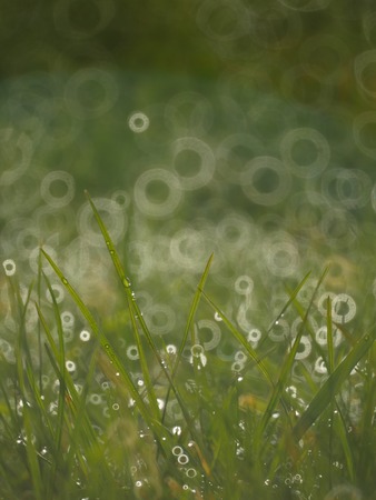 drop on grass macro close