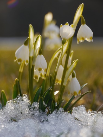 spring snowdrop snowflake flowers blooms between snow in forest. white seasonal beauty.の写真素材