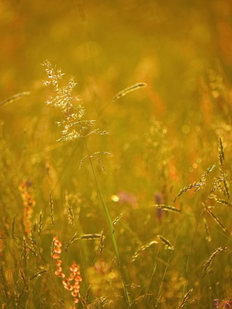 Meadow landscape at sunsetの写真素材