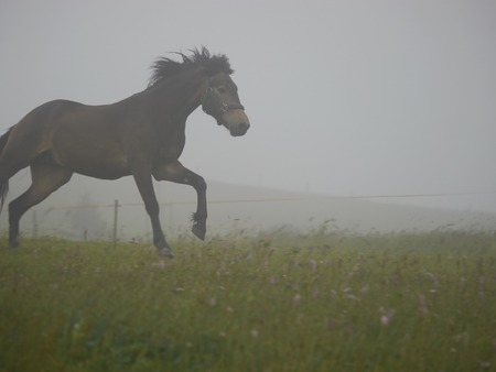 Grazing stallion in a foggy morning at the meadowの写真素材