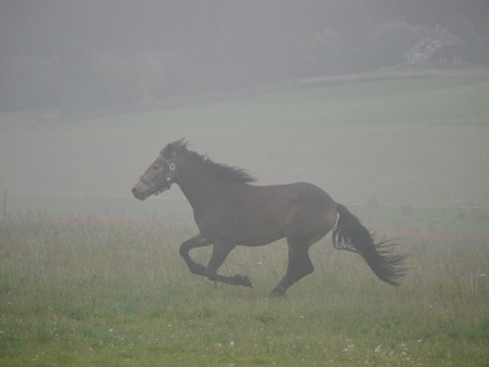 Grazing stallion in a foggy morning at the meadowの写真素材