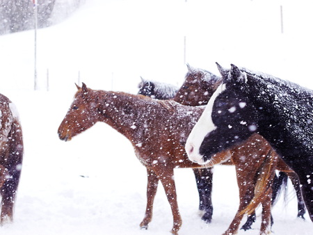 horses in heavy snow fall with snow all over herの写真素材