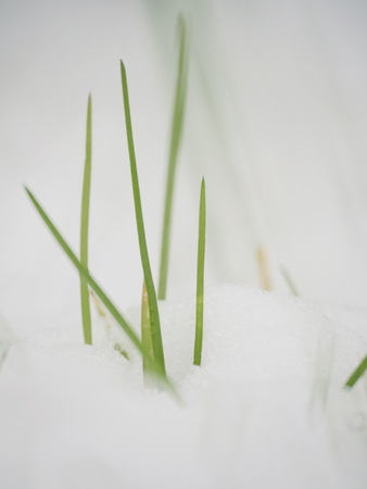 Close-up of green grass with ice crystalsの写真素材