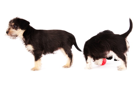 little puppies isolated on a white background