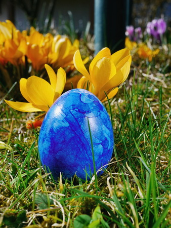 a blue egg on a meadow with crocussesの写真素材