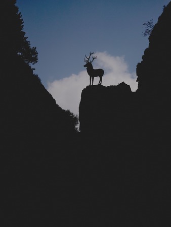 famous deer statue Hirschsprung from 1907 on it's rockの写真素材