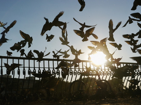 Doves silhouette in a row against blue skyの写真素材