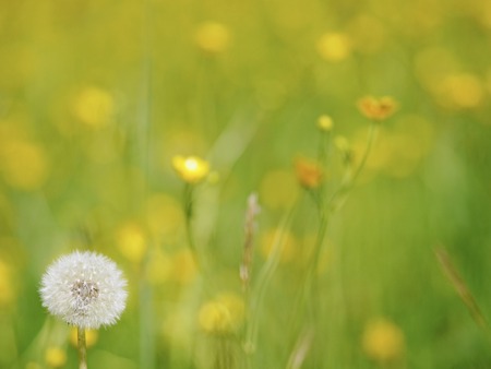 blowballs on meadowの写真素材