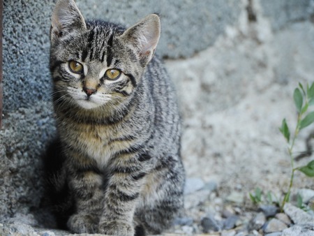curious cat listening in frot of a grey wallの写真素材