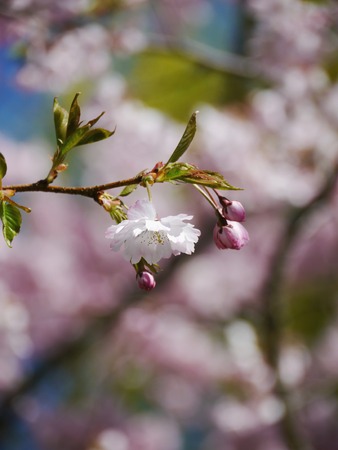 a tree with beautiful pink blossomsの写真素材
