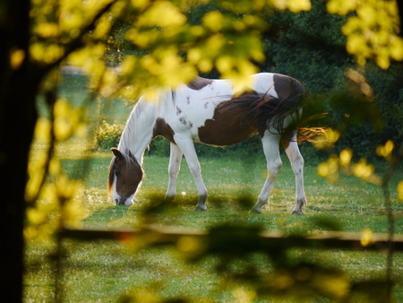 a beautiful horse on a green meadowの写真素材