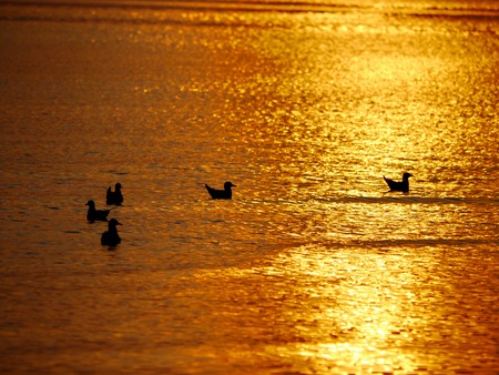 birds on sunset at a lakeの写真素材