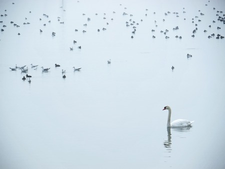Seagulls and white swan swimming in calm waterの写真素材