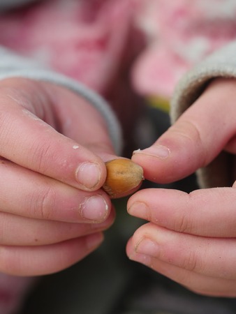 nuts in children's hands outdoorsの写真素材