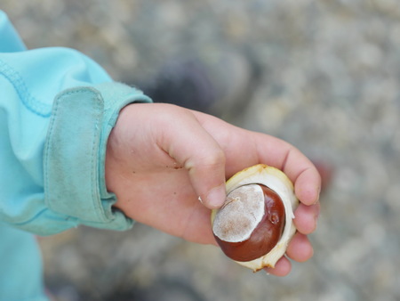 little hands with chestnuts - fall timeの写真素材
