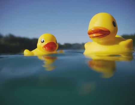 Two classic yellow childrens rubber ducks floating on a lake, low angle view with a forest in the distanceの写真素材