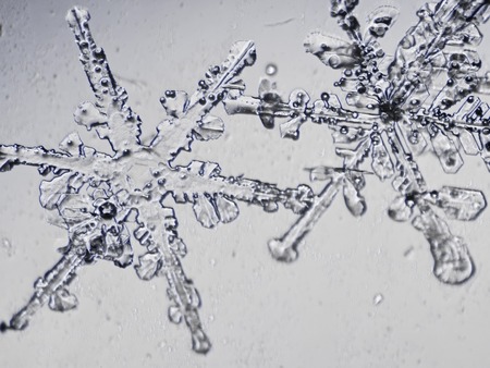 photo real snowflakes during a snowfall, under natural conditions at low temperature