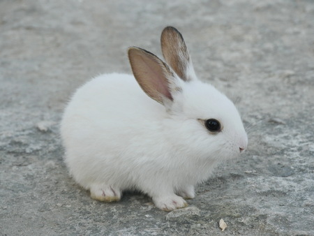 Close-up of littly white rabbit on groundの写真素材