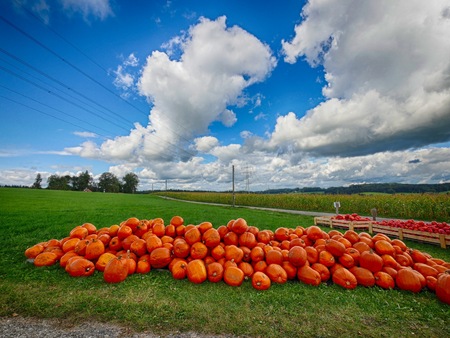 Colorful pumpkins collection for Halloween on the fieldの写真素材