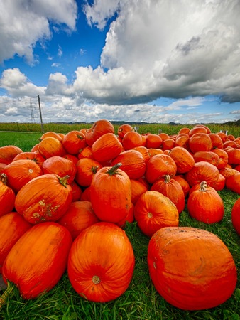 Colorful pumpkins collection for Halloween on the fieldの写真素材