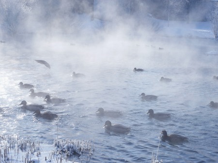 Landscape with lake and ducksの写真素材