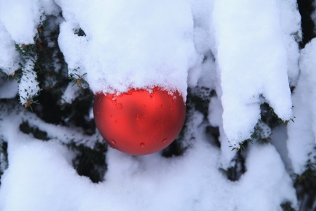 Christmas ornament snow tree Christmas snow ornament outdoorsの写真素材