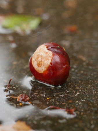 Horse-chestnut conkers in the puddle. Aesculus hippocastanum fruits in autumn.の写真素材