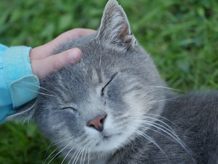Cats love By the hand grip at hand.の写真素材