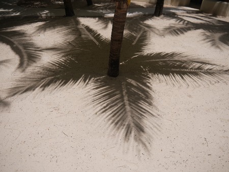 Palm trees cast shadows on the smooth golden sand of a remote tropical beachの写真素材