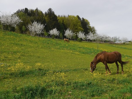 Horse on the prairieの写真素材