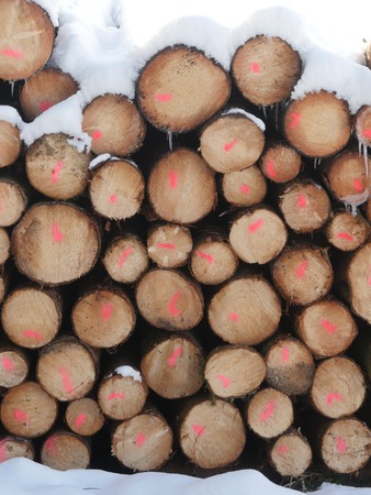 view to firewood outdoors on sunny dayの写真素材