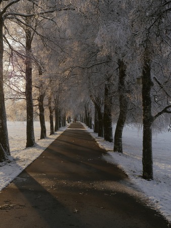 Sunbeam through trees covered with snow.Asphalt birch alley in countryside.の写真素材