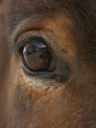 Cropped macro shot of brown beautiful horse's eye with fuzzy eyelashes.の写真素材