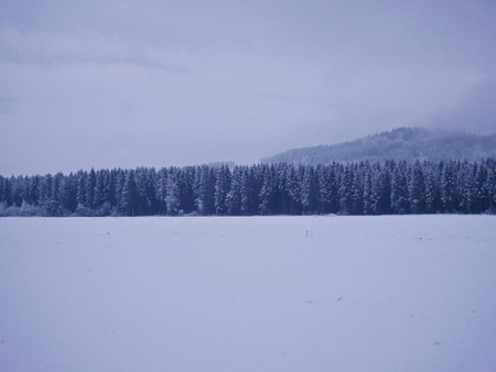Snow forest with white field on cloudy skyの写真素材