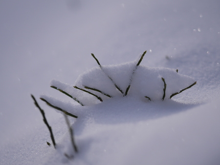 Winter background, close up of frosted pine branch on a snowing day with copy spaceの写真素材